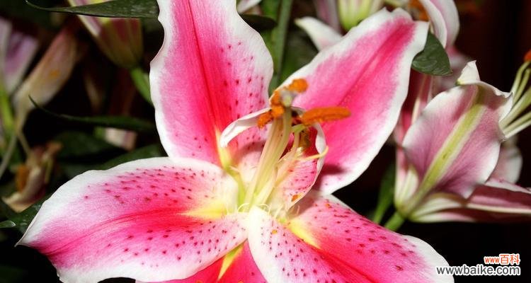 传递美好祝福的花语与人群 百合花的寓意与适合送礼的对象