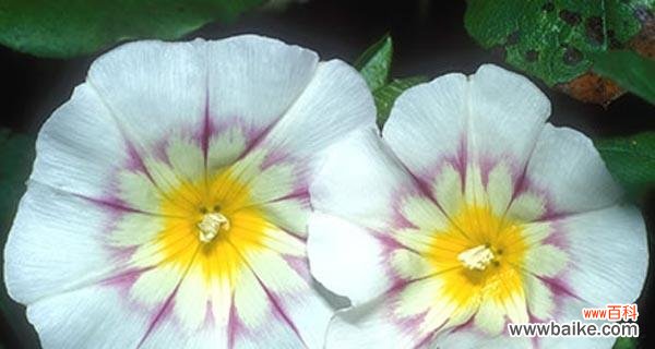 探索圆叶牵牛花的花语 圆叶牵牛花语