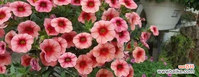 探索圆叶牵牛花的花语 圆叶牵牛花语