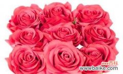 探寻六朵玫瑰的内涵和寓意 六朵玫瑰的象征意义