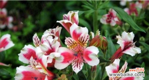 用花语诉说真情 以六出花的花语——传递爱与美的方式