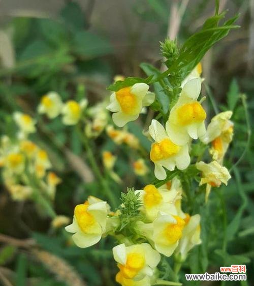 传承千年的中华花鸟文化之美 以柳穿鱼的花语与文化背景