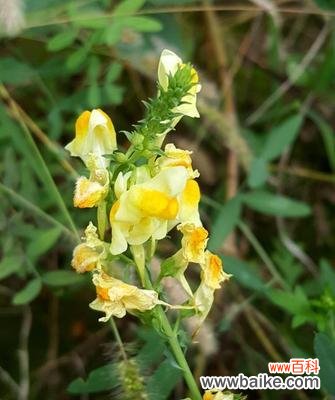 传承千年的中华花鸟文化之美 以柳穿鱼的花语与文化背景