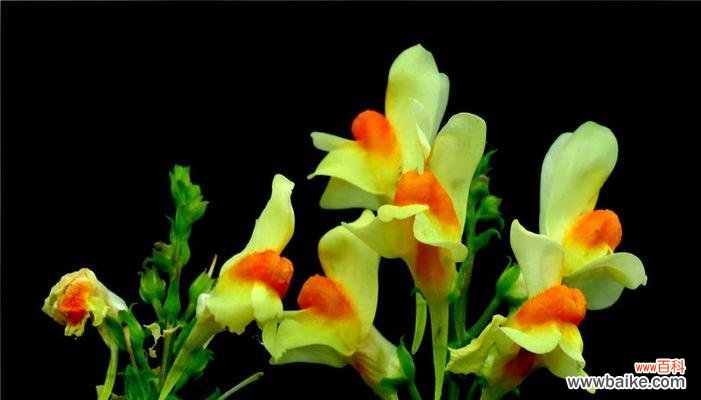 传承千年的中华花鸟文化之美 以柳穿鱼的花语与文化背景