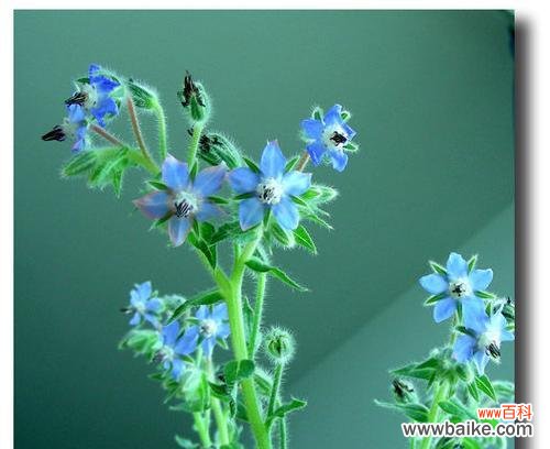 探寻琉璃苣花语的深意 琉璃苣花语