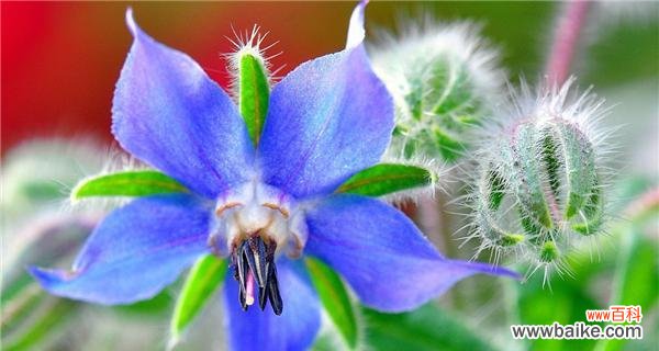 美丽的以琉璃苣 以琉璃苣的花语——寓意美丽与祝福的花卉