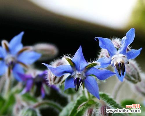 美丽的以琉璃苣 以琉璃苣的花语——寓意美丽与祝福的花卉