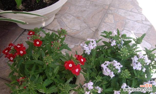 美丽的以琉璃苣 以琉璃苣的花语——寓意美丽与祝福的花卉