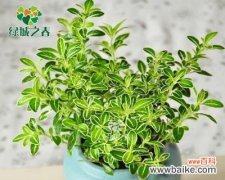 探寻六月雪的象征意义及启示 以六月雪的寓意