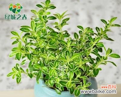 探寻六月雪的象征意义及启示 以六月雪的寓意