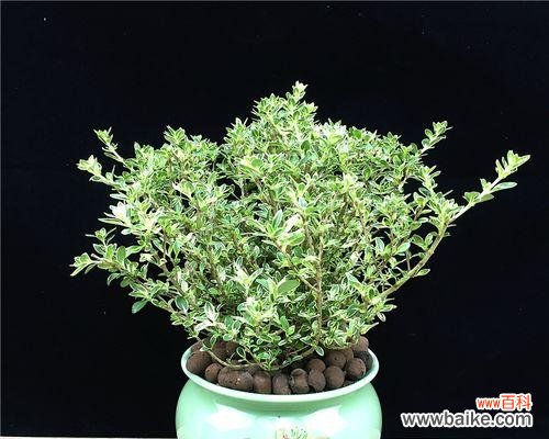 探寻六月雪的象征意义及启示 以六月雪的寓意