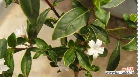 探寻六月雪的象征意义及启示 以六月雪的寓意