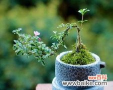 迷人的花朵 《六月雪的花语与寓意》