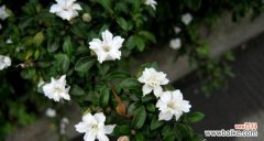 探寻六月雪花语的诗意世界 盛夏绽放的神奇之花——六月雪的花语