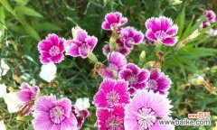 用花语诠释勇气与希望 六月菊花语