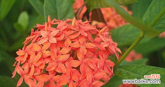 揭开龙船花背后的象征意义与传说 探寻龙船花的花语之谜