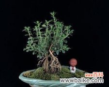 以白雪盆景为主题的盆栽艺术 六月雪盆景