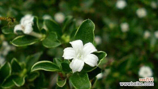 解读六月雪花语 六月雪花语——炙热中的清凉之美