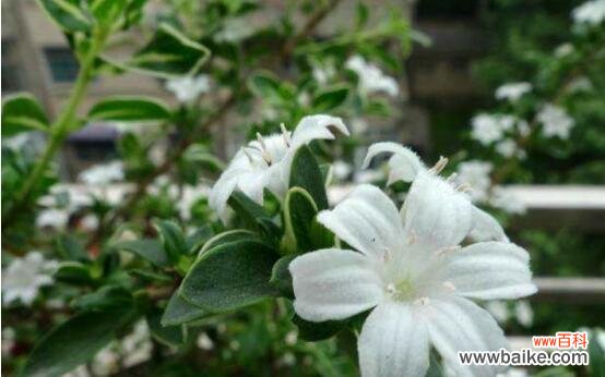 解读六月雪花语 六月雪花语——炙热中的清凉之美