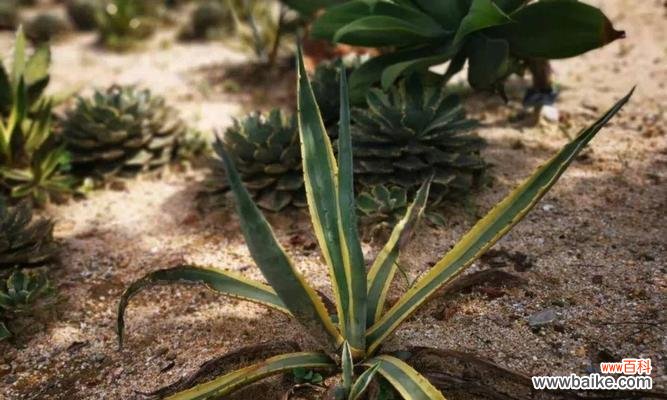 探索龙舌兰花语的深度含义与历史背景 龙舌兰花语之寓意与传承