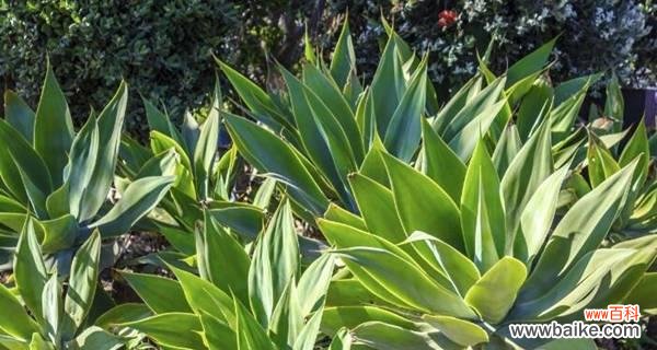 探索龙舌兰花语的深度含义与历史背景 龙舌兰花语之寓意与传承