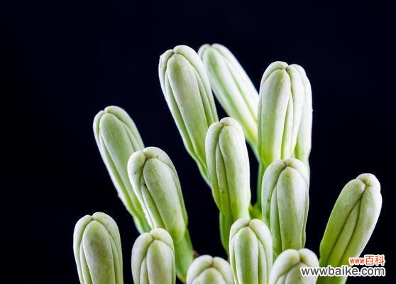 探寻龙舌兰花的文化内涵 龙舌兰花的寓意与象征意义