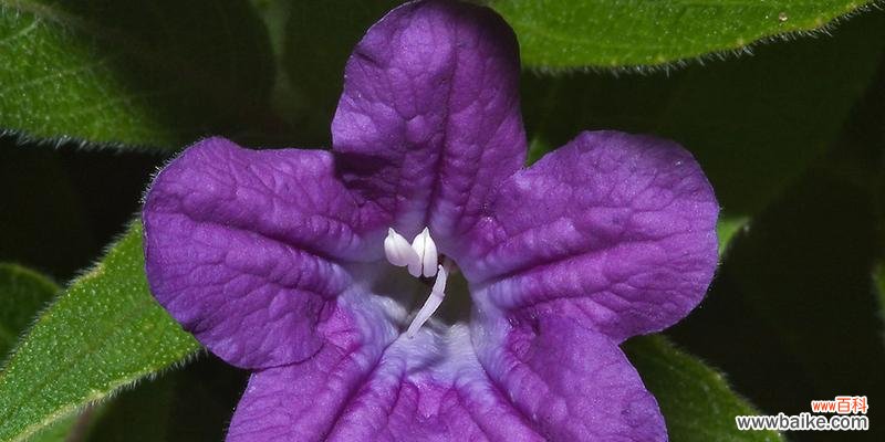 探索美丽与疗愈的花园艺术 栽培紫罗兰的花卉意义