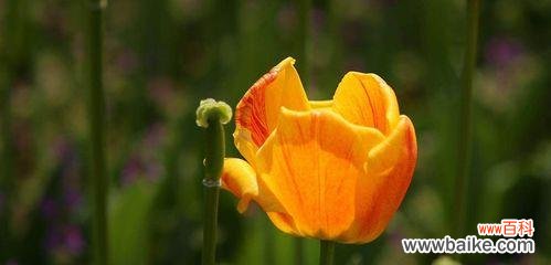 传递春节祝福的美丽象征 春节郁金香的花语与祝福