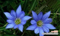 盛开于逆境中的龙胆花 龙胆花