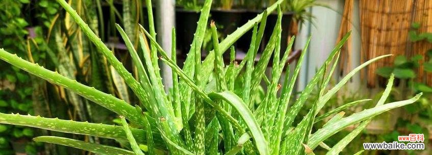 揭示芦荟的花语和神奇传说 芦荟的花语和传说