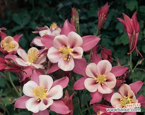 以耧斗菜的花语传递情感与期许 花开耧斗菜，寄托爱与希望