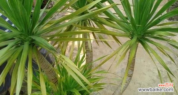 探寻龙血树的神秘力量 龙血树