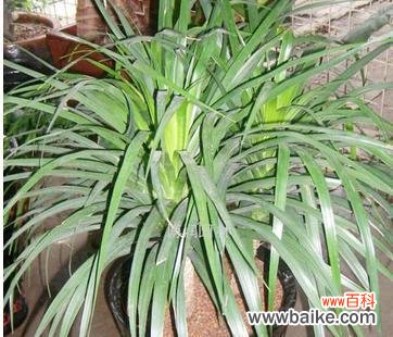 探寻龙血树的神秘力量 龙血树