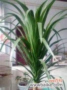 探索龙血树背后的神秘力量 龙血树的寓意与象征意义