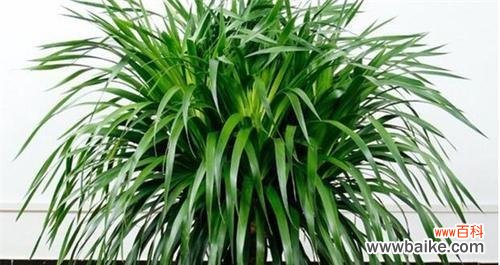 探索龙血树背后的神秘力量 龙血树的寓意与象征意义