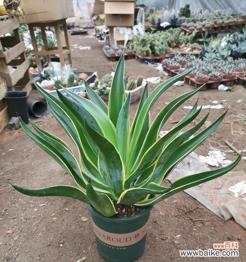 探索龙舌兰的起源 龙舌兰