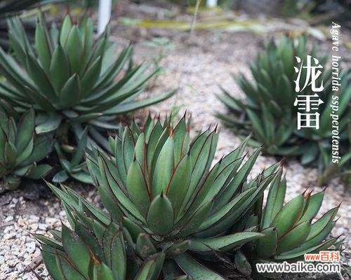 探索龙舌兰的起源 龙舌兰