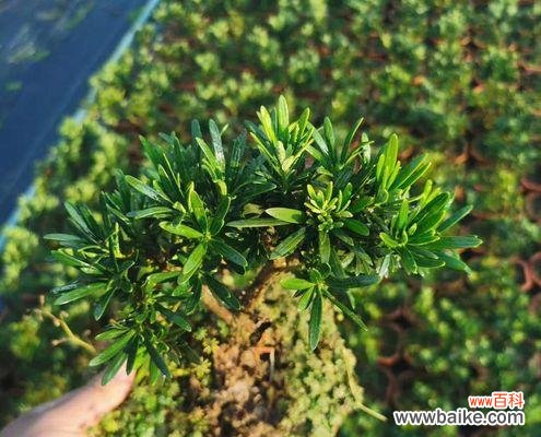 揭示罗汉松的象征意义与文化内涵 探寻罗汉松的寓意