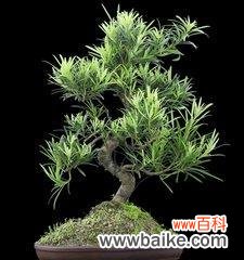 揭示罗汉松的象征意义与文化内涵 探寻罗汉松的寓意