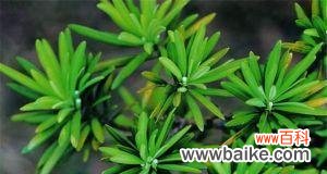 揭示罗汉松的象征意义与文化内涵 探寻罗汉松的寓意