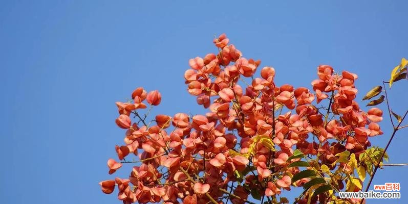 探寻栾树在文化和自然中的独特地位 栾树的象征意义