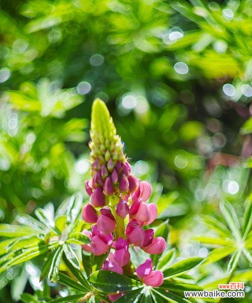 探寻鲁冰花花语的象征之美 鲁冰花花语的深刻意义