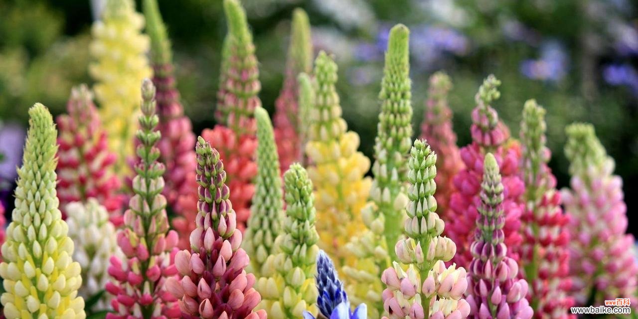 探寻鲁冰花花语的象征之美 鲁冰花花语的深刻意义