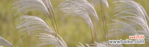探寻芦苇的神秘与多样性 芦苇的花语与用途