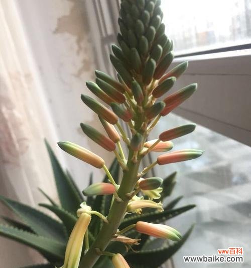 探究芦荟开花的象征意义与寓意 芦荟开花的意义