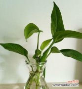 探索绿萝花语的意义与象征 绿萝的花语