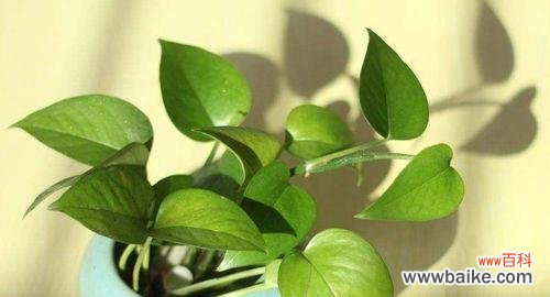 探索绿萝的花语 绿萝花语