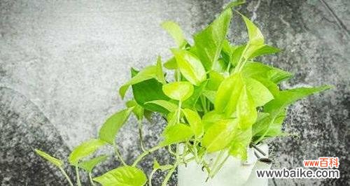 探索绿萝的花语 绿萝花语