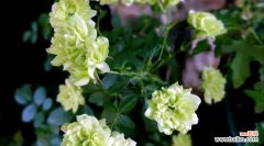 探秘绿玫瑰花语的神秘力量 绿玫瑰花语的含义及传说