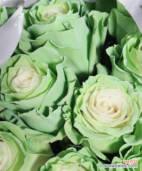 探秘绿玫瑰花语的神秘力量 绿玫瑰花语的含义及传说